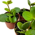 thumbnail image 5 of Peperomia Hope, 2 inch Set of 3, tetraphylla Tiny Mini Pixie Plants, 5 of 6