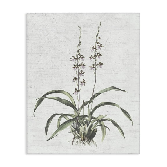 Stupell Industries Blooming Herb Bud Botanical & Floral Painting Gallery Wrapped Canvas Art Print Wall Art, 16 x 20