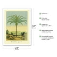 thumbnail image 2 of Palm Tree - South American Attalea Maripa (Maximiliana regia Martius) - Vintage Botanical Illustration by Charles Antoine Lemaire c.1854 - Fine Art Matte Paper Print (Unframed) 24x32in, 2 of 4