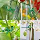 thumbnail image 3 of 1 Uds. Clips para plantas, abrazaderas de jardín para soportar plantas, flores y enredaderas, juego de abrazaderas de soporte para plantas suaves y duraderas JAMW Sencillez, 3 of 5