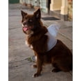 thumbnail image 3 of Disfraz de tiburón Pet Krewe para perros y gatos | 1er cumpleaños, 3 of 8