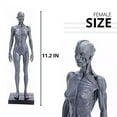 Male&Female Human Anatomy Figure Ecorche and Skin Model Lab Supplies