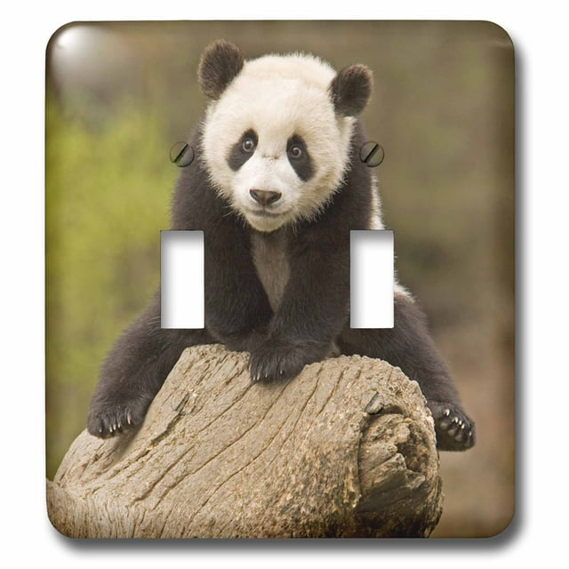 3dRose China, Wolong Panda Reserve, Baby Panda bear on stump-AS07 AGA0001 - Alice Garland - Double Toggle Switch (lsp_70238_2)