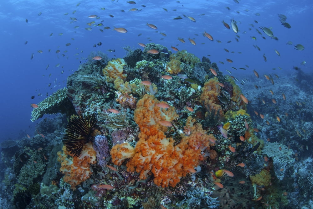 Current sweeps across a colorful and healthy coral reef in Komodo