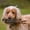 C, variant on TIELUTT Durable Training for and Water Retrieval Interactive Floating Chew for Puppies and Adult Yorkie Squeaky Pig for Dogs Large Eyes for Dogs for Puppies Dog Playground Cool Dog for Medium Dogs