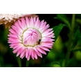 thumbnail image 5 of 50 PINK DOUBLE STRAWFLOWER Helichrysum Bracteatum Flower Seeds, 5 of 11
