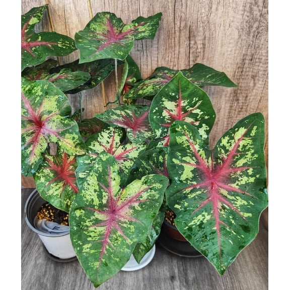 Blue Buddha Farm: Flatter Me Caladium (2 Bulbs) - Easy to Grow Indoor or Outdoor Perennial Plant