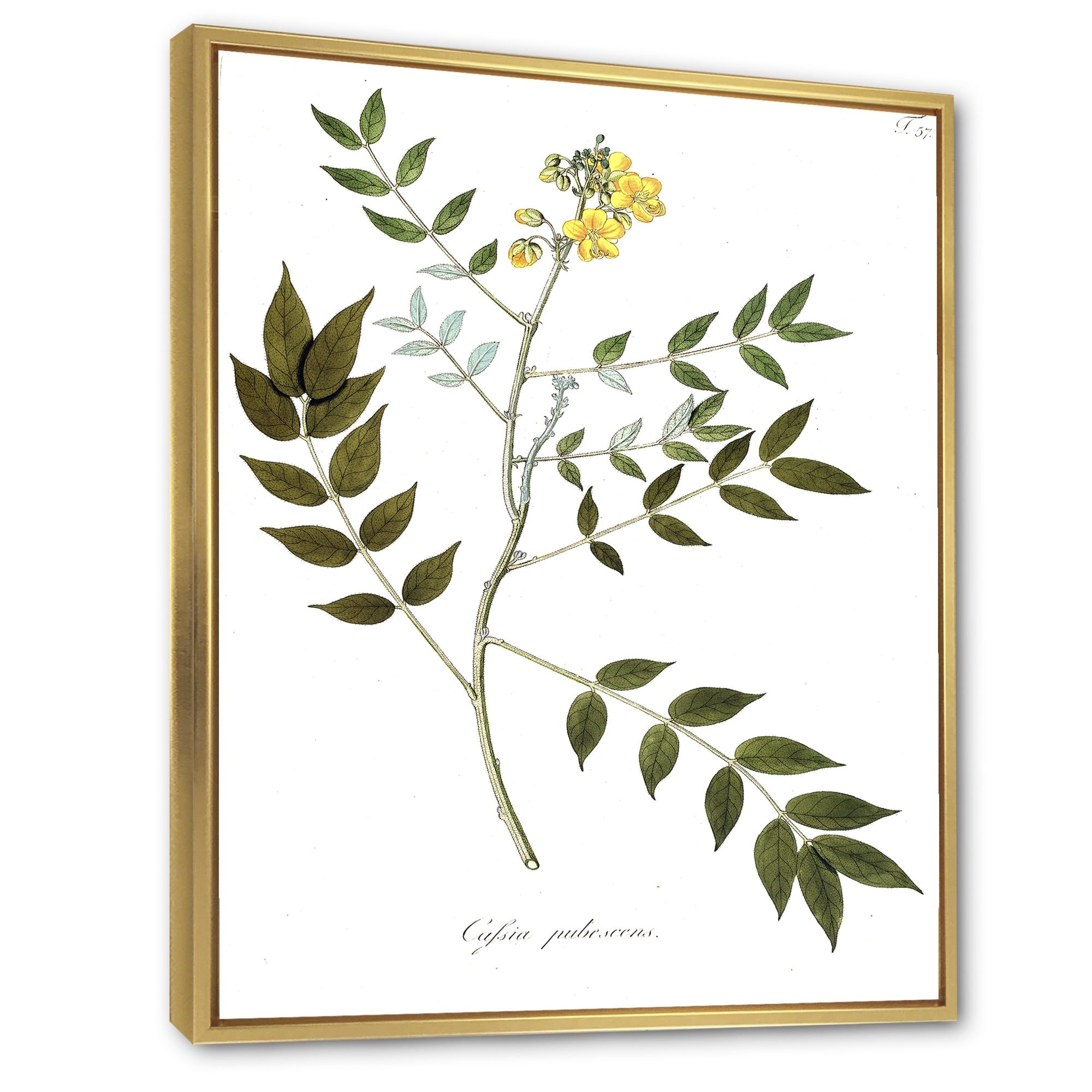 Designart 'Ancient Botanicals XVIII' Traditional Framed Canvas Wall Art Print