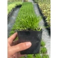 thumbnail image 2 of 3 Irish Moss Sagina Subulate in 3.5 inch container, 2 of 4