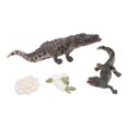 thumbnail image 1 of Ciclo De Vida Animal, Modelo De Ciclo De Crecimiento Educación Temprana De PVC Realista Exquisita Para Niños, 1 of 7