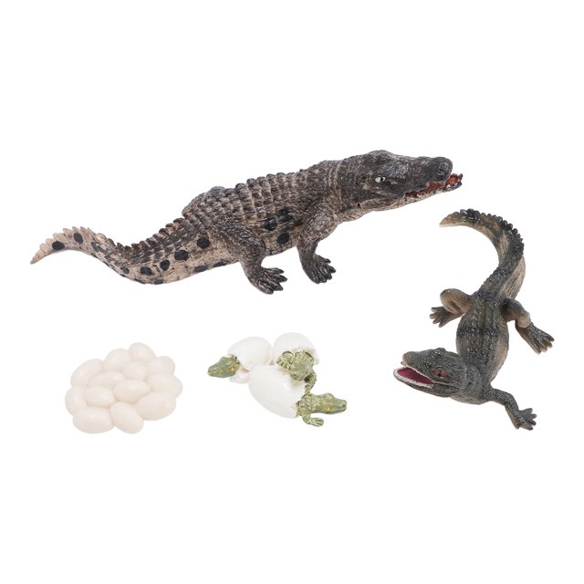 Ciclo De Vida Animal, Modelo De Ciclo De Crecimiento Educación Temprana De PVC Realista Exquisita Para Niños