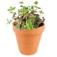 thumbnail image 4 of Calico Kitten Crassula (6"+ Clay Pot) - Live Easy to Care Succulent - Adorable Succulent Gift Idea - Healthy Succulent, 4 of 10