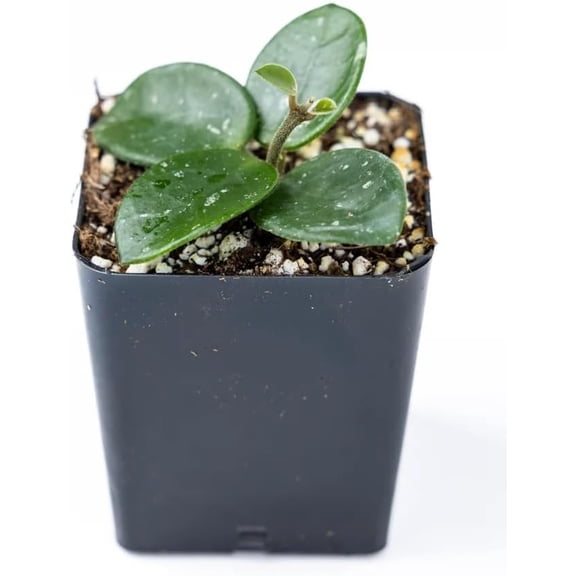 Josh's Frogs Hoya ‘Mathilde’