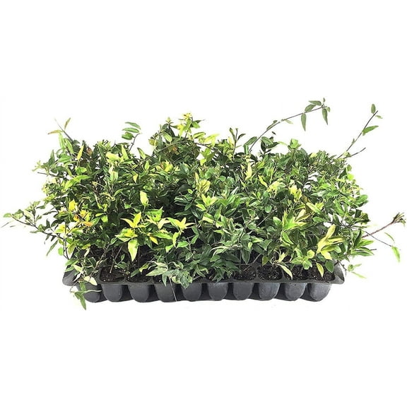 Carolina Jasmine  3 Live Plants  Gelsemium sempervirens  Fast-Growing Flowering Vine for Trellises & Fences  Climbing Landscape Plants