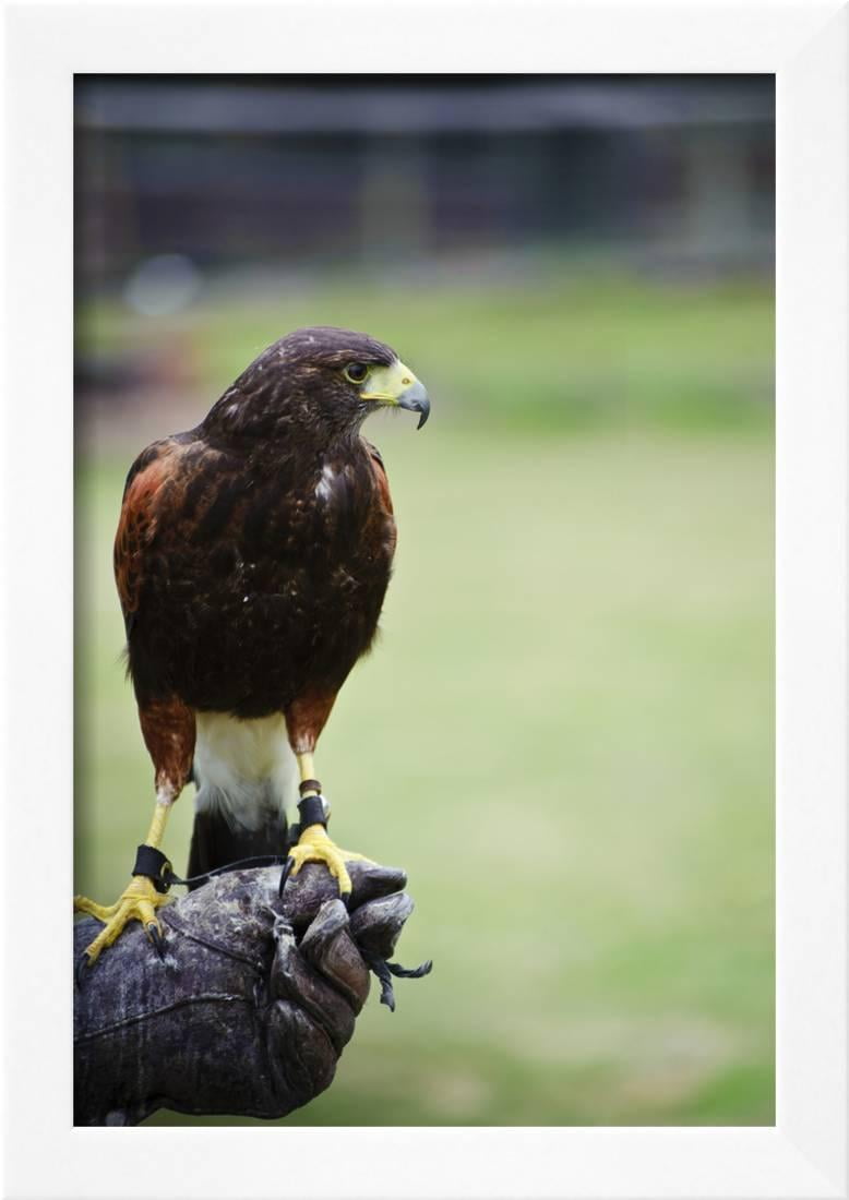 Harris Hawk Bird Of Prey During Falconry Display Framed Print Wall Art By Veneratio