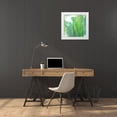 thumbnail image 3 of Bryant, Susan 20x20 White Modern Wood Framed Museum Art Print Titled - The Tropical Life II, 3 of 4