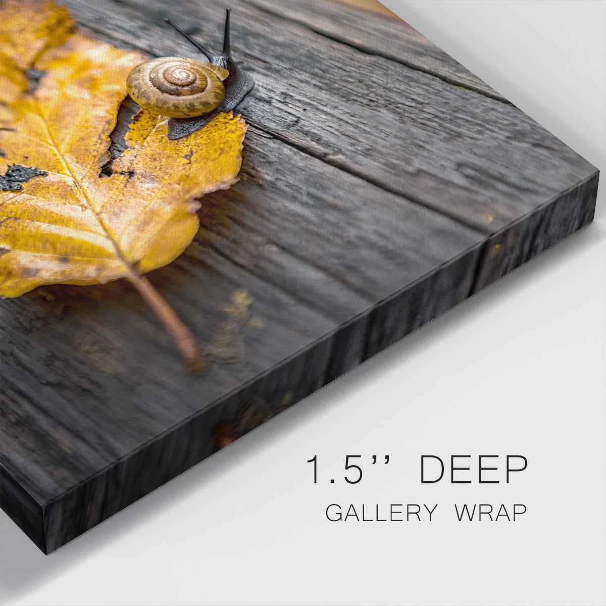 Wexford Home Snail's Pace-Premium Gallery Wrapped Canvas, 16" x 16" - Ready to Hang