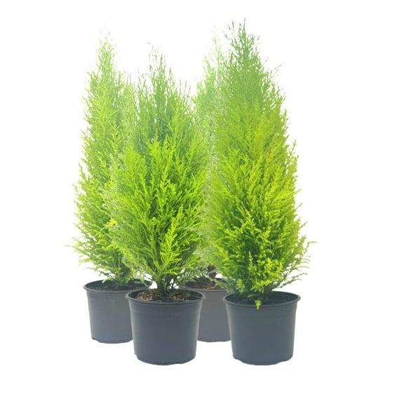 4-PK Live Dwarf Lemon Cypress, Cupressus macrocarpa ‘Goldcrest Wilma,’ Live Indoor Tree, Houseplant, Garden Plant, Fragrant Plant, 6.0-in Pot(s)