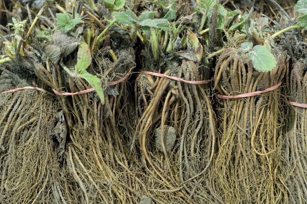 Van Zyverden Ever Bearing Strawberries Ever Sweet Set of 20 Plant Roots Red Full Sun Edible 1 lb