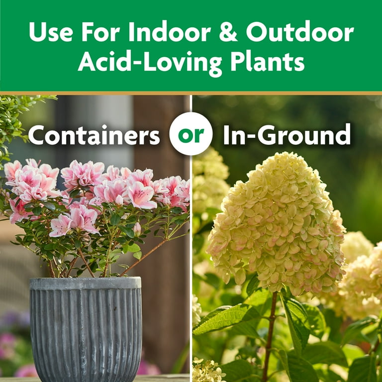 Miracle-Gro Water Soluble Azalea, Camellia, Rhododendron Plant