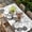 White Black, variant on Dandelion Table Cloths for 4 Foot Rectangle Tables, Black White Modern Country Rustic Plants Patio Waterproof Elastic Fitted Tablecloths, Washable Rectangular Table Cover for Camping