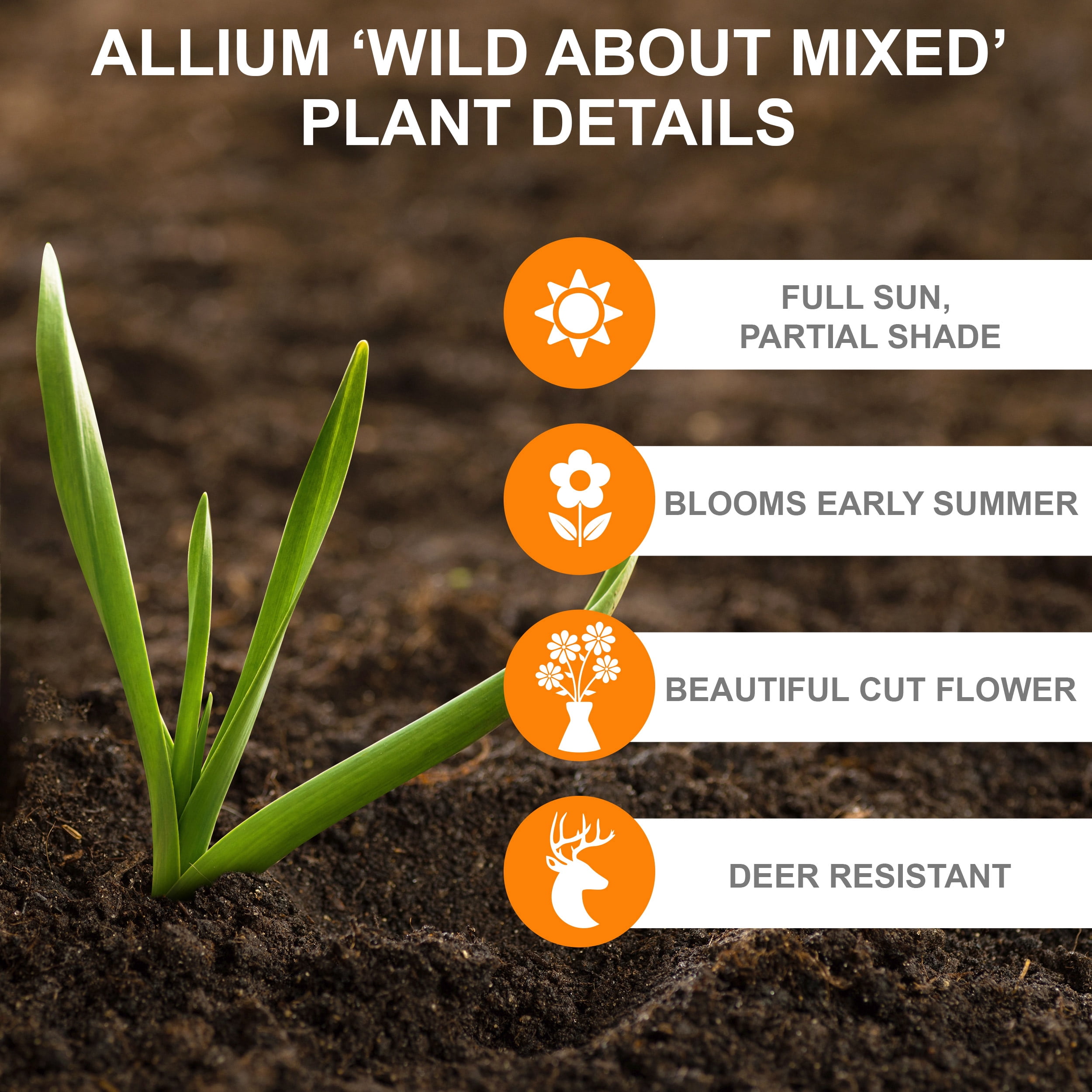 Garden State Bulb Wild About Mixed Allium Flower Bulbs, 10/12cm (Bag of 25)