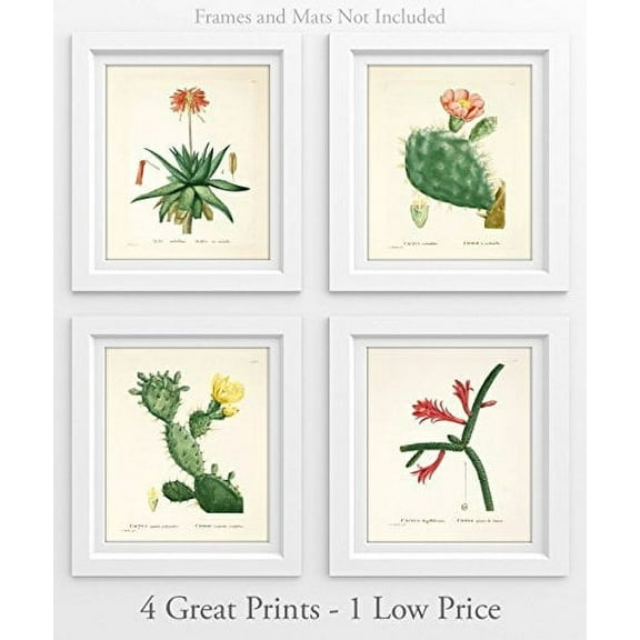 Cacti - Set of 4 11x14 Unframed Art Prints - Great Home Decor