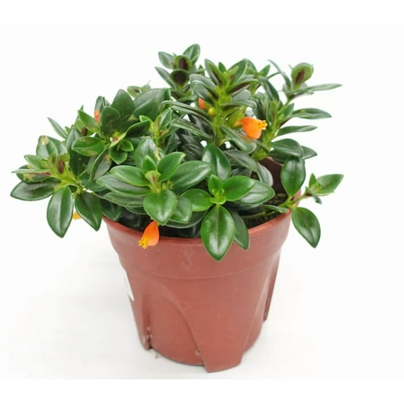 Goldfish Live Plant  Columnea Nematanthus Plant 4"Pot