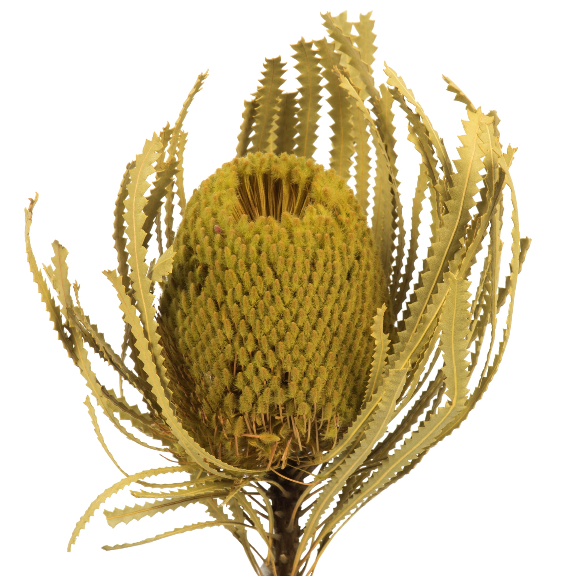 Vickerman 12" Basil Banksia Flower. Includes 25 Stems per Pack. Dried