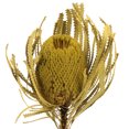 thumbnail image 2 of Vickerman 12" Jumbo Basil Banksia Flower with Dyed Foliage, Natural Preserved Dried Plant for Wedding Bouquets Home Decor or Everyday Arrangements 3 Per Pack, 2 of 2