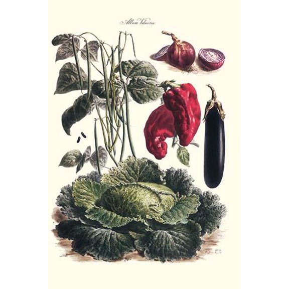 Vegetables; Eggplant, cabbage, peppers, onions, and beans.-Fine Art Canvas Print (20" x 30")