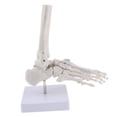 thumbnail image 1 of Modelo Anatómico Del De La Articulación Del Pie De Tamaño Natural Médico, Anatomía Humana, Herramienta De Enseñanza Sunnimix Esqueleto del pie humano, 1 of 8