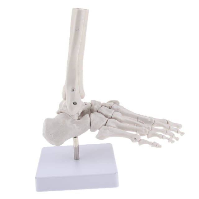 Modelo Anatómico Del De La Articulación Del Pie De Tamaño Natural Médico, Anatomía Humana, Herramienta De Enseñanza Sunnimix Esqueleto del pie humano