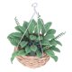 thumbnail image 5 of Plantas de casa de Muñecas ANGGREK 1:12 Ramos de Mano de Obra Exquisita, 5 of 8
