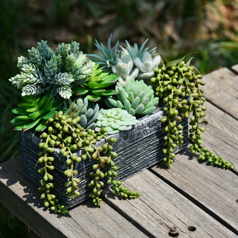 succulent waterer Back to the Roots Self-Watering Grow Kit main image 0