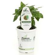 4.25 in. Grande Proven Selections Dolce Fresca Basil, Live Plant, Herb (Pack of 4)