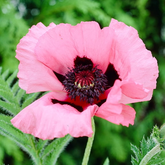Raspberry Queen Oriental Poppy Flower Root - Deer Resistant - Good as Cut Flowers - Perennializing - Easy to Grow Live Plants - Outdoor Garden