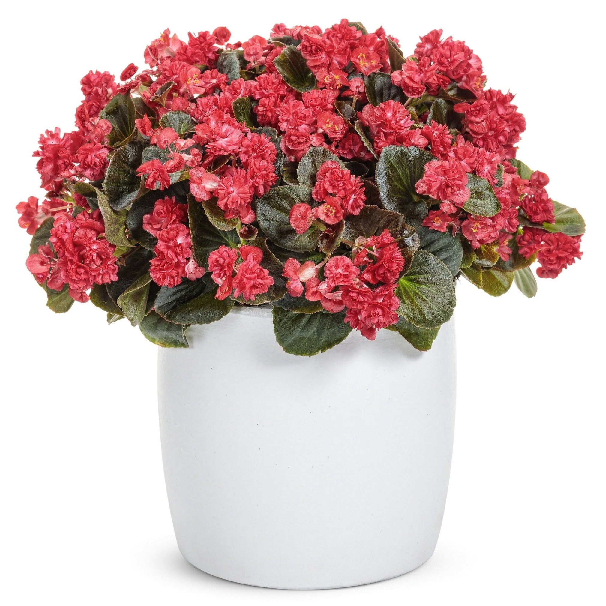 Proven Winners 4" Double Up Red Begonia Live Plant in 4.25" Pot (4 Count)