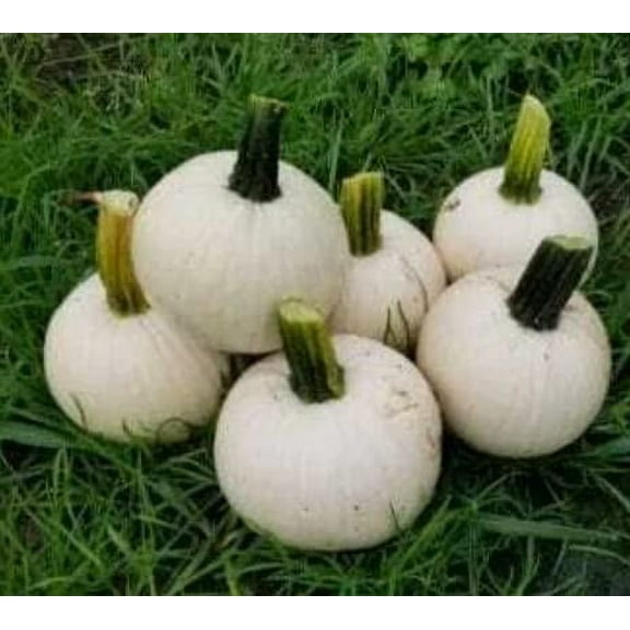 Icicle Pumpkin Seeds for Planting (10 Seeds) - Grow Adorable 3 Pound White Pumpkins