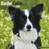 Border Collie Calendar 2018 - Dog Breed Calendar - Wall Calendar 2017-2018