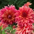 thumbnail image 2 of 40 Giant Dinnerplate Dahlia Seeds, Perennial Heirloom Mix, Pollinator Friendly for Gardens, 2 of 6