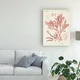 thumbnail image 3 of Trademark Fine Art 'Antique Coral Seaweed I' Canvas Art by Vision Studio, 3 of 4