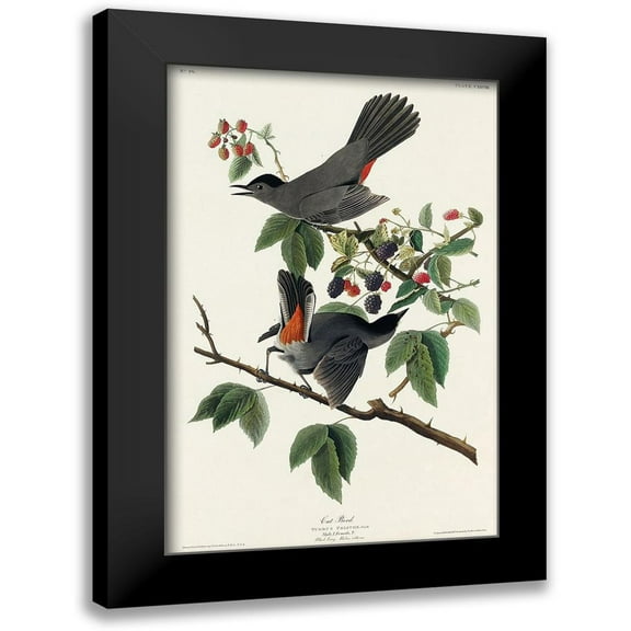 Audubon, John James 10x14 Black Modern Framed Museum Art Print Titled - Cat Bird