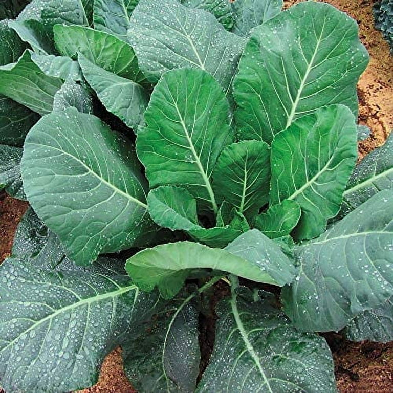 Premium Morris Heading Collard Greens - Fresh Organic, Heirloom Seeds -  Very rich in vitamins and minerals. Both cold and heat tolerant!