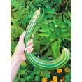 thumbnail image 3 of TomorrowSeeds - Painted Serpent Striped Armenian Cucumber Seeds - 150+ Count - For 2025 Planting, 3 of 9