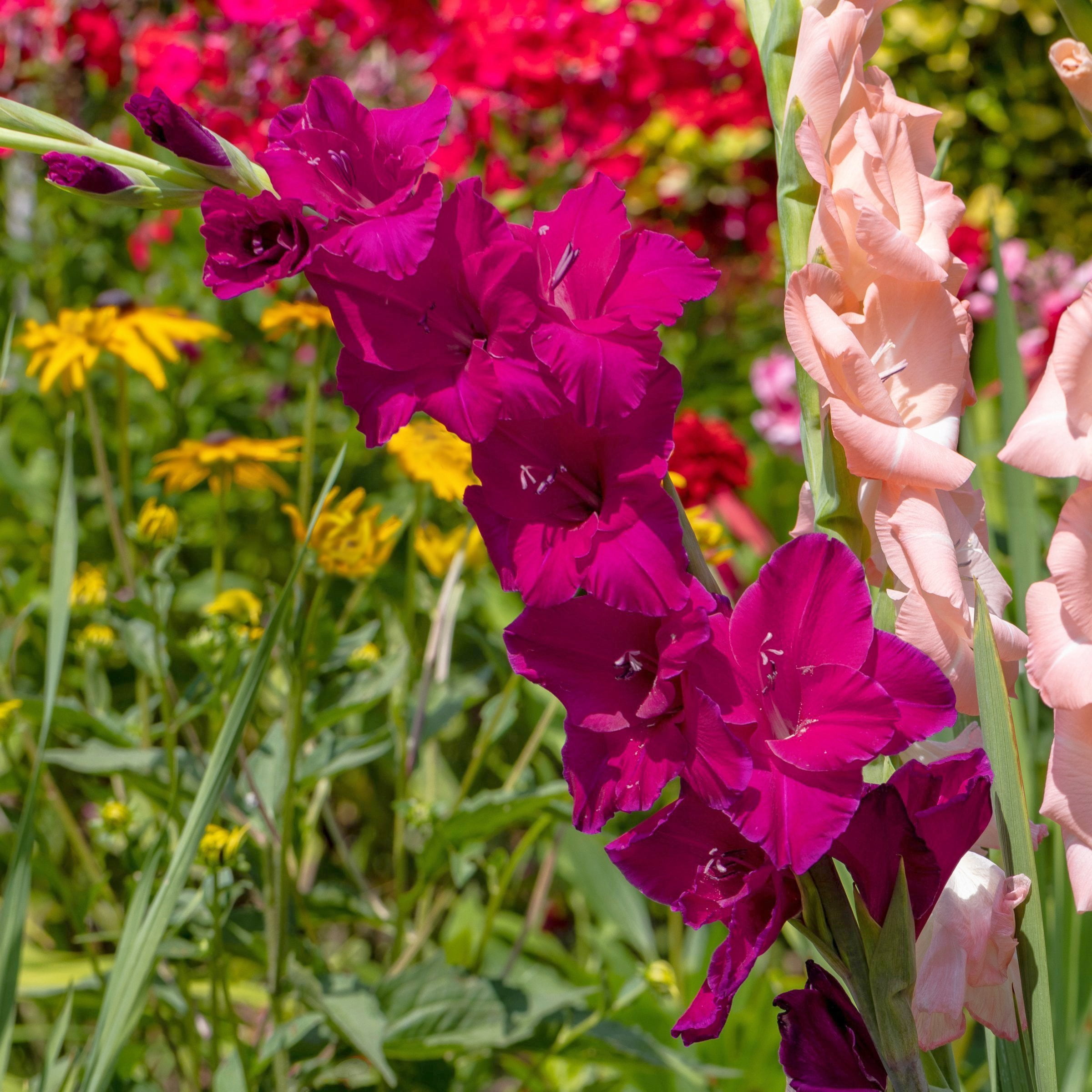 National Plant Network Gladioli Mahler Bulbs (20-Pack)