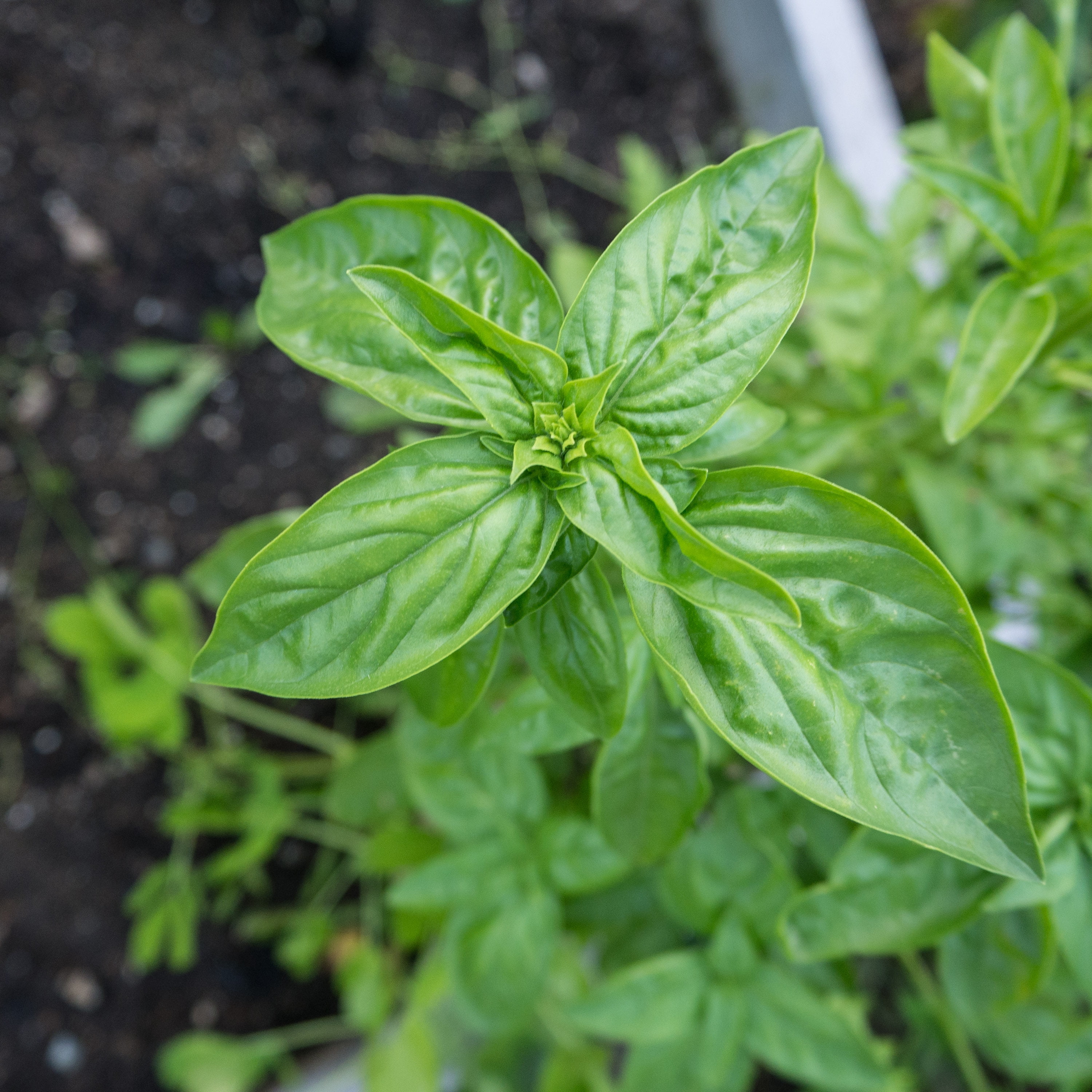 Plant Good Seed Culinary Basil Seeds - 7 Packet Collection - Heirloom Herb Seed, Full Sun Perennial