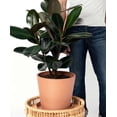 thumbnail image 2 of Ficus Elastica Burgundy Live Plant for Indoor | Different Houseplants in 4'' & 6'' Pot | Real House Plant for Living Room, Office, Desk & Bathroom | Tree Fig, 2 of 6