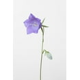thumbnail image 2 of 1x Studio III 11x14 White Modern Wood Framed Museum Art Print Titled - Bluebell_gray background, 2 of 4