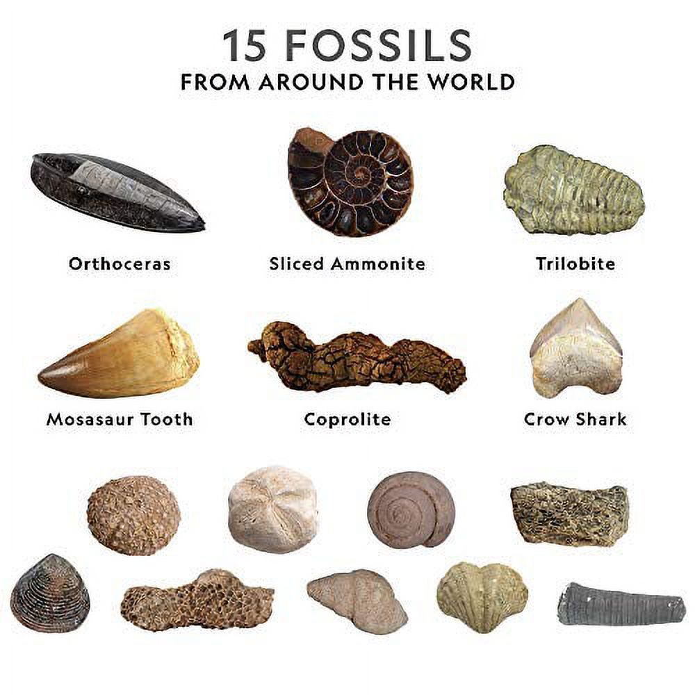 NATIONAL GEOGRAPHIC Mega Fossil 15 Real Fossils Including Bones & Shark Teeth, Educational Toys, Great Gift Girls Science Kit - image 3 of 3